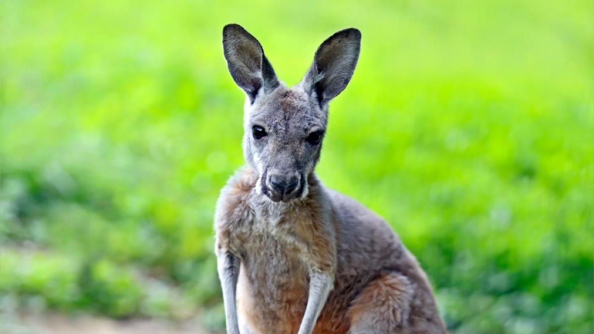 In Australien hat es einen t&ouml;dliche K&auml;nguru-Angriff auf einen Menschen gegeben. (Foto)