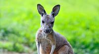 In Australien hat es einen tödliche Känguru-Angriff auf einen Menschen gegeben.