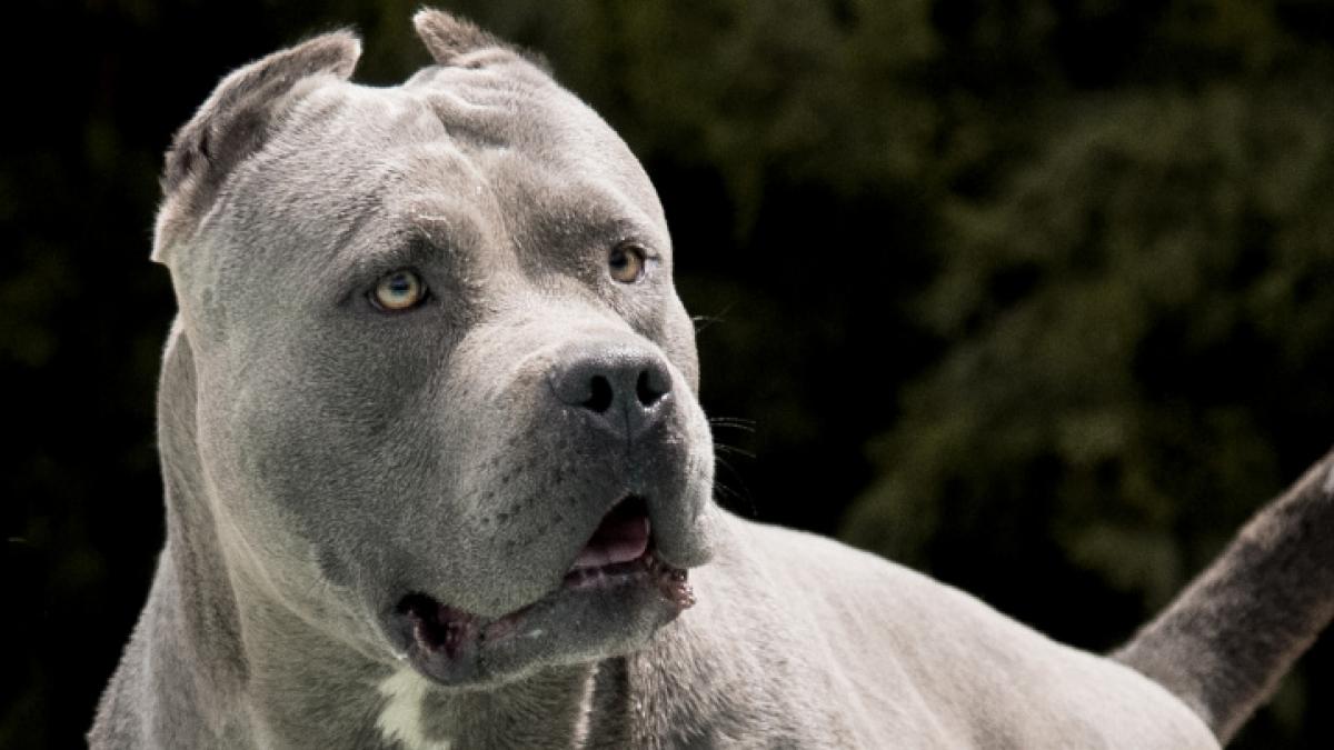 Ein American Bully hat an einer Tankstelle Jagd auf Menschen gemacht. (Foto)