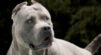 Ein American Bully hat an einer Tankstelle Jagd auf Menschen gemacht.