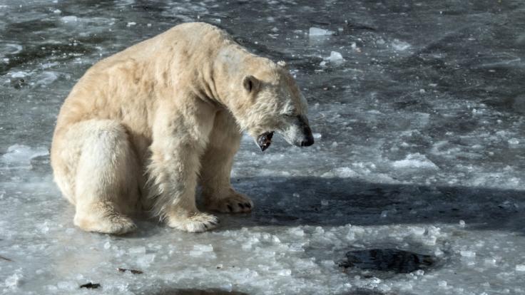Eisbärin Tonja bekam eine willkommene Abkühlung.