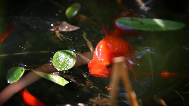 Diese Spezies - ein Goldfisch - kommt Ihnen vielleicht bekannt vor, doch was ein chinesischer Angler entdeckte, haben Sie noch nie gesehen.