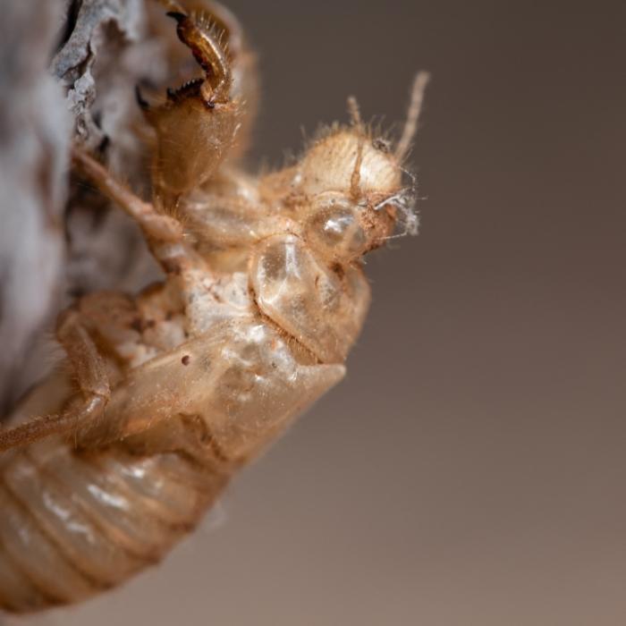 Forscher warnen vor Insektenplage 