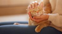 Rund um Katzen gibt es viele Mythen – doch was stimmt wirklich?