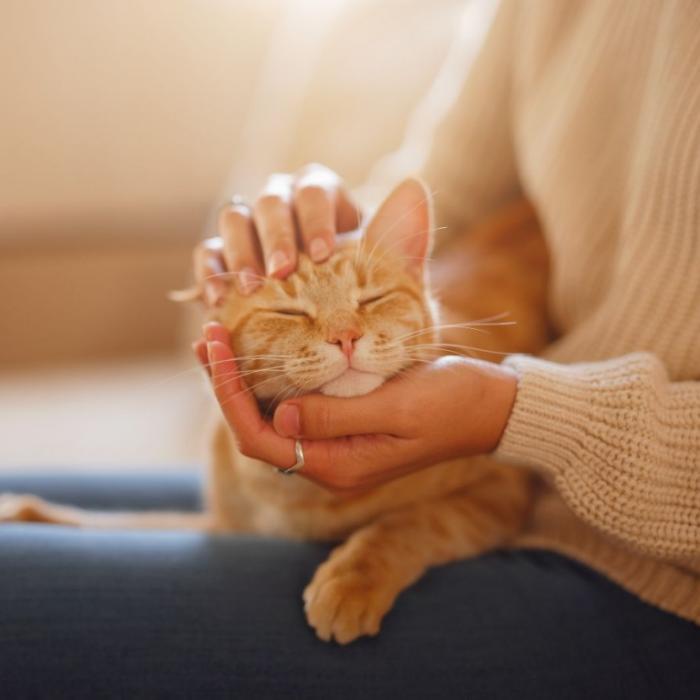 Diese sechs Irrtümer über Katzen glauben viele Haustierbesitzer