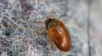Brauner Pelzkäfer (Attagenus smirnovi)