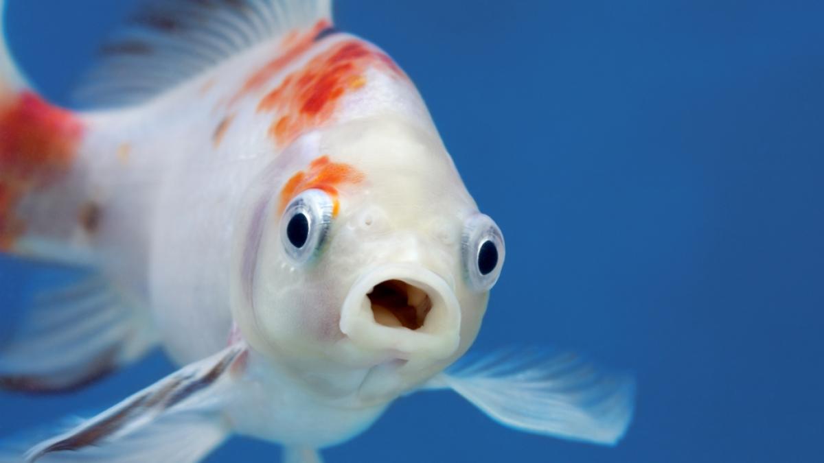 China testet Fische auf das Coronavirus. (Symbolfoto) (Foto)