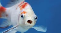 China testet Fische auf das Coronavirus. (Symbolfoto)