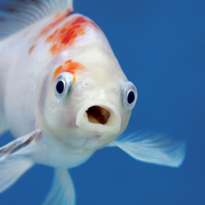 Lockdown für Meeresbewohner? Corona-Test an Fischen schockt das Netz