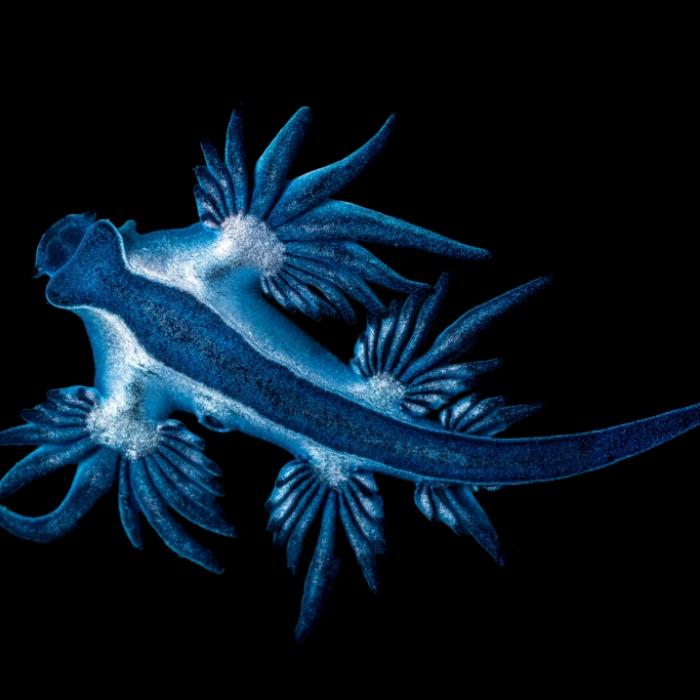 Seltene Seeschnecke vertreibt Spanien-Urlauber aus dem Wasser