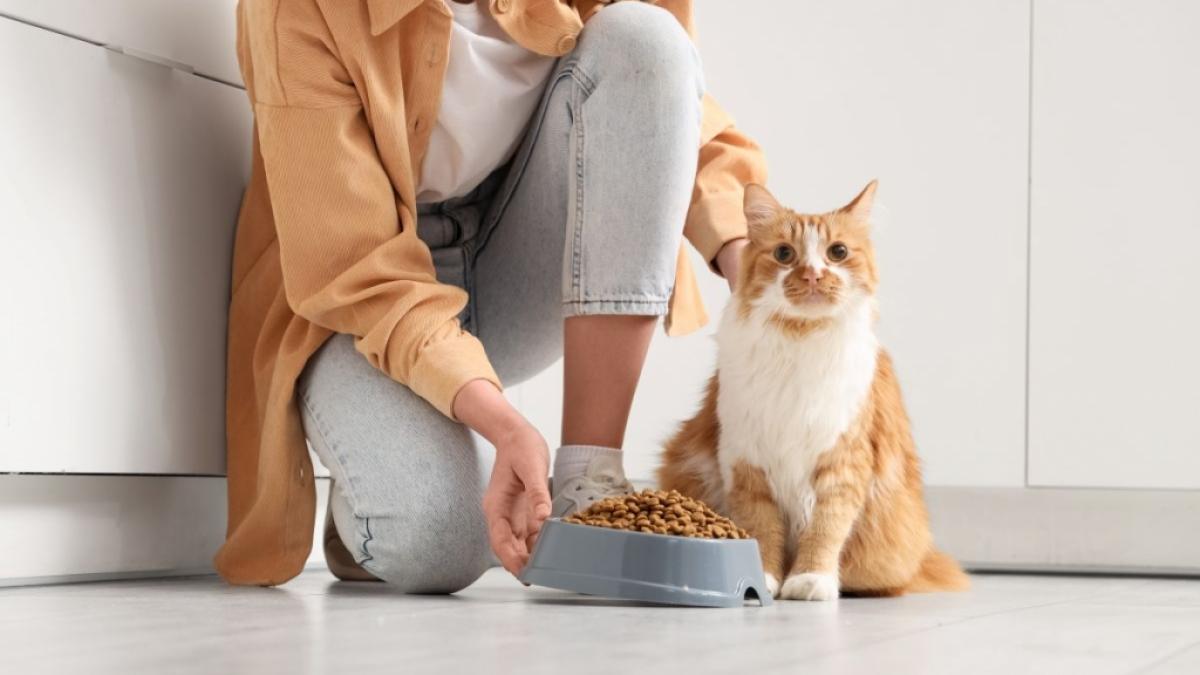 Nicht jedes Lebensmittel ist f&uuml;r Katzen geeignet. Manche k&ouml;nnen sogar giftig sein. (Foto)
