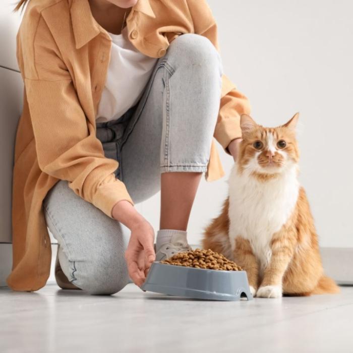 Diese Lebensmittel sind für Katzen giftig