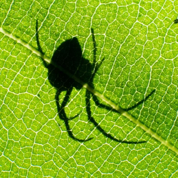 Mann (49) erblindet nach Spinnenbiss