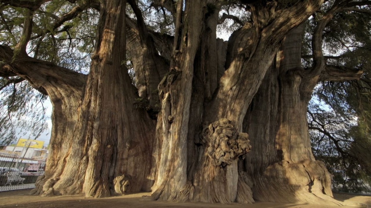 Ein Traum von Baum bei Arte (Foto)