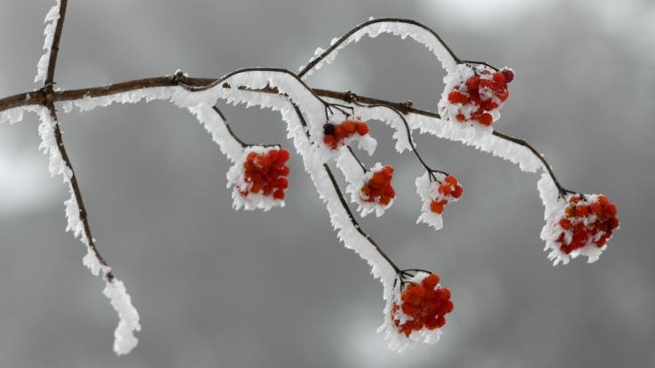 Die Chancen auf weiße Weihnachten 2018 schätzen Meteorologen in diesem Jahr skeptisch ein.