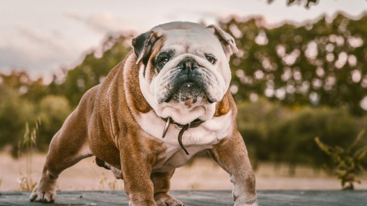 Die American Bulldogge hat dem Mann nicht nur den Finger abgerissen. (Foto)