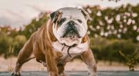 Die American Bulldogge hat dem Mann nicht nur den Finger abgerissen.