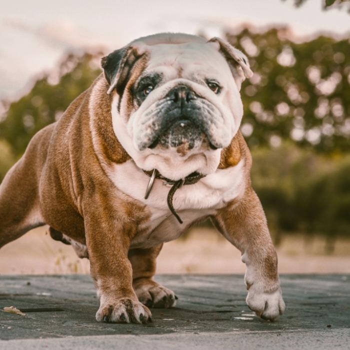American Bulldog reißt Opa den Finger ab