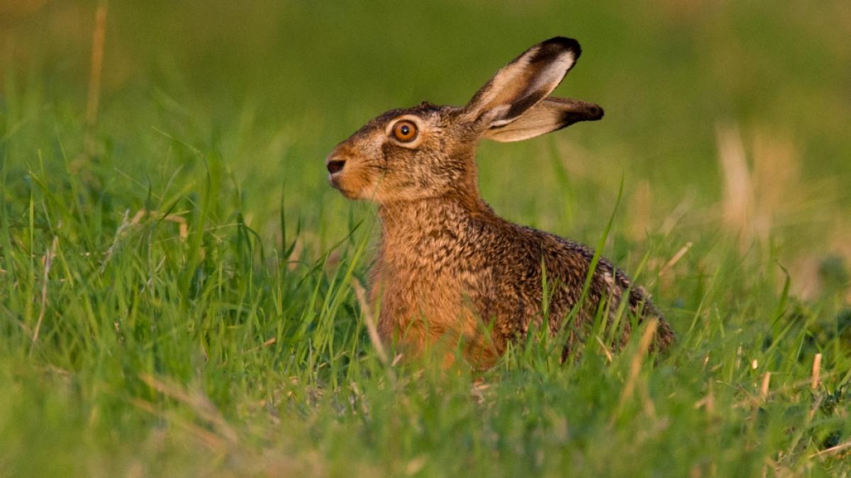 Vor allem J&auml;gerinnen und J&auml;ger laufen Gefahr, sich beim Kontakt mit erlegten Wildtieren mit der Hasenpest zu infizieren. (Foto)
