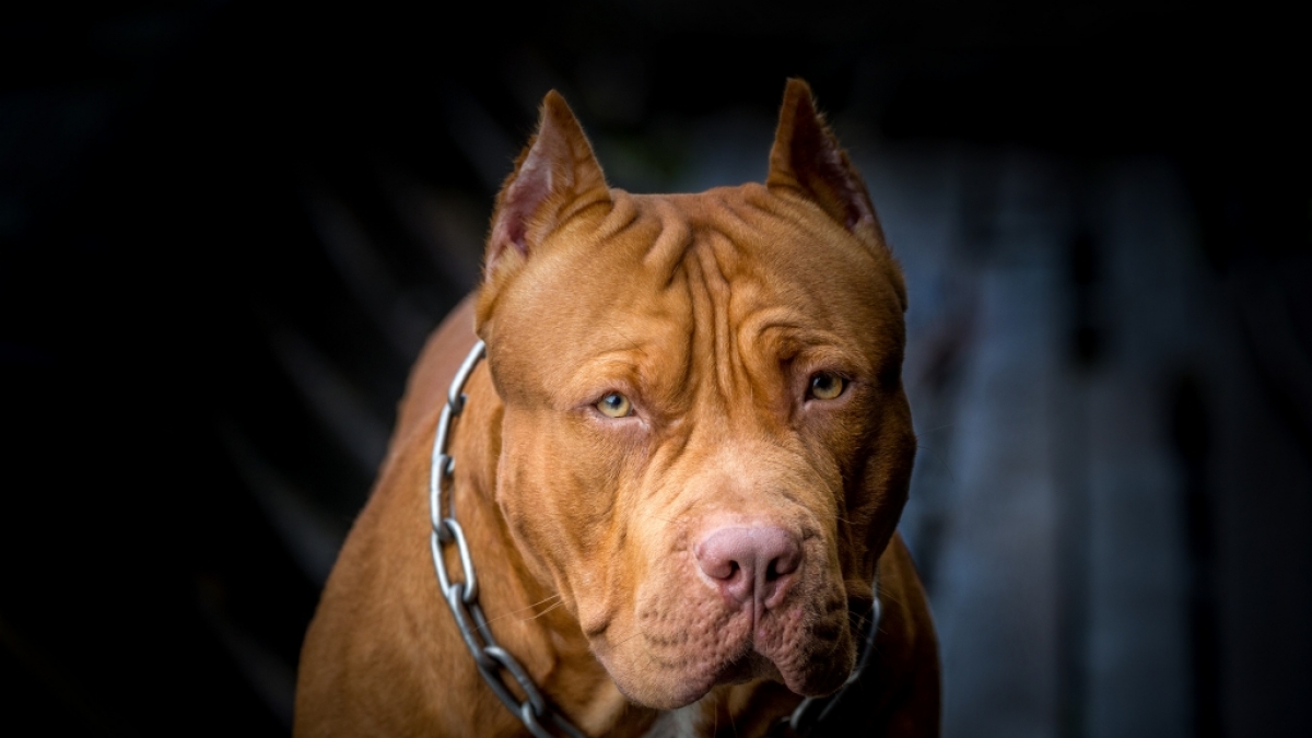 In einer englischen Stadt zerfleischte ein Pitbull das Gesicht eines dreij&auml;hrigen M&auml;dchens. (Symbolfoto) (Foto)