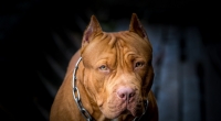 In einer englischen Stadt zerfleischte ein Pitbull das Gesicht eines dreijährigen Mädchens. (Symbolfoto)
