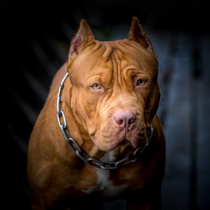 Passantin erschüttert! Pitbull zerfleischt Mädchen (3)