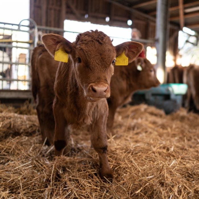 Dorfbewohner verehren dreiäugiges Kalb als 