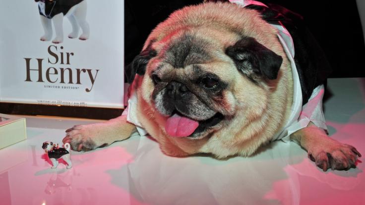 Mops
