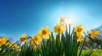 Der Frühling meldet sich nach einer kurzen Flaute zurück.