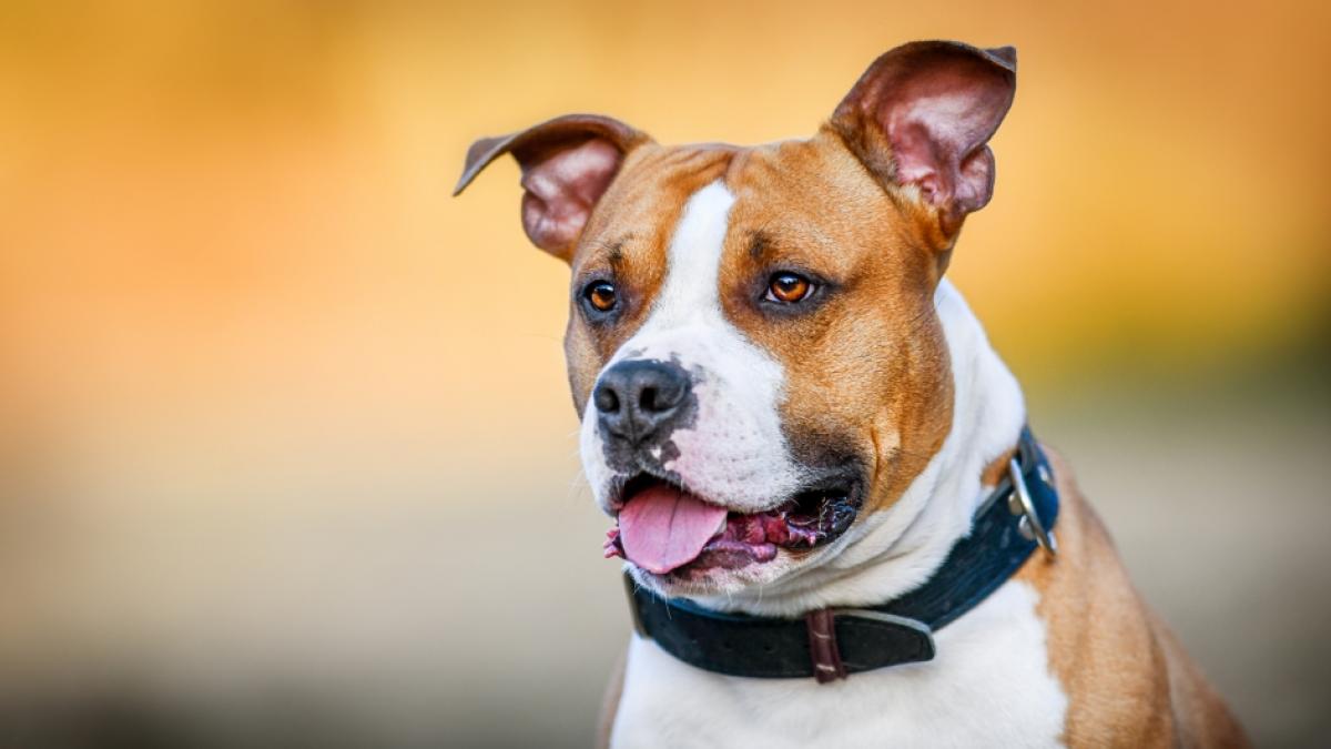 Ein S&auml;ugling wurde von dem Hund seiner Familie totgebissen. (Foto)