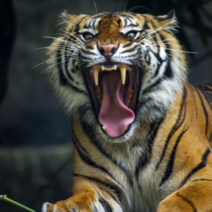Blutrünstige Bestie! Tiger zerfetzte 3 Menschen
