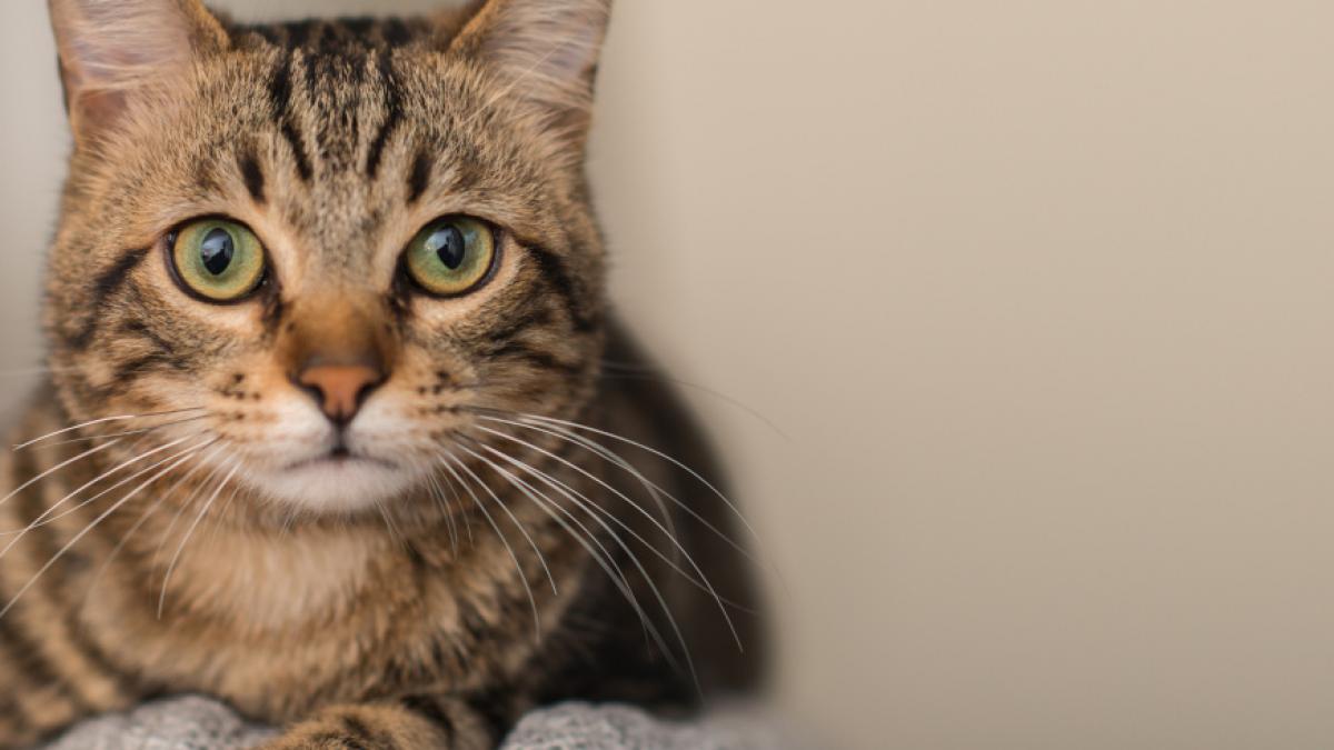 Eine Katze hat auf den Philippinen ein mutiertes Gesch&ouml;pf auf die Welt gebracht. (Foto)