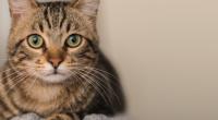 Eine Katze hat auf den Philippinen ein mutiertes Geschöpf auf die Welt gebracht.