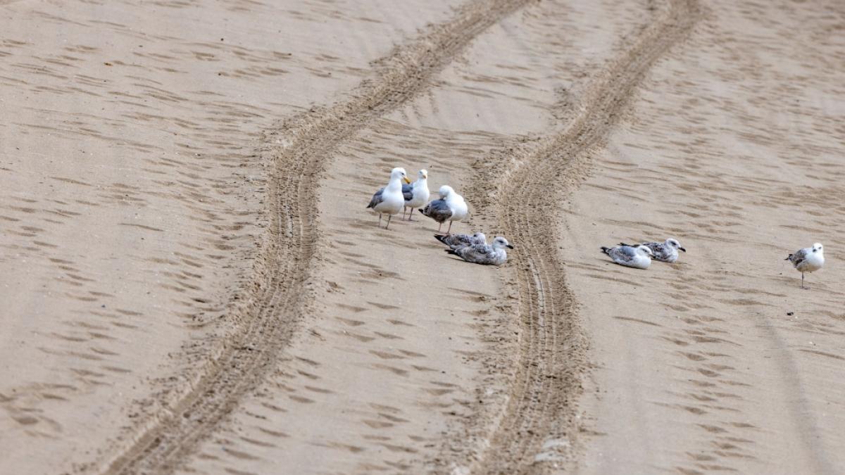 Gegenst&auml;nde auf Strand gefunden: Auf R&uuml;gen sucht die Polizei nach Vermissten. (Foto)
