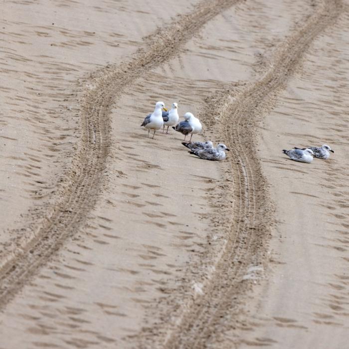 Gegenstände auf Strand gefunden: Polizei sucht weiter nach Vermissten