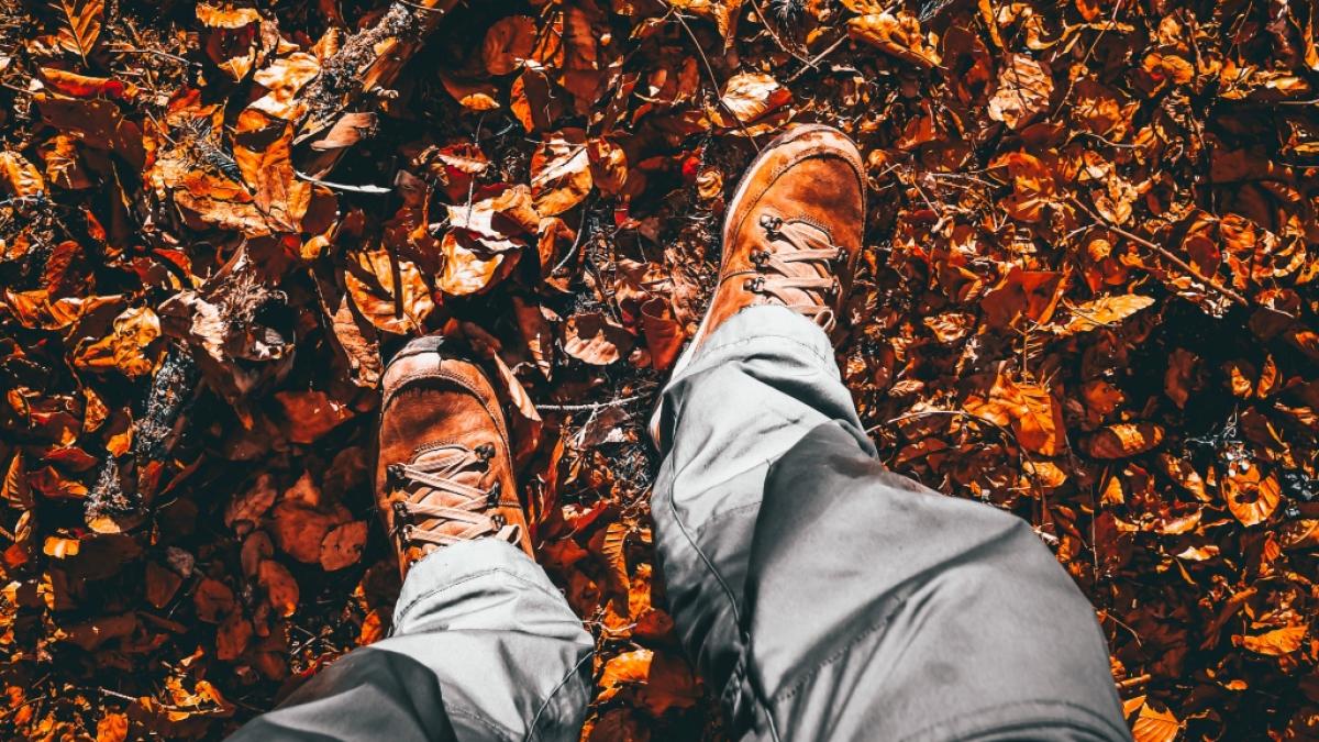 Ein Pilzsammler hat einem Bielefelder Wald die Knochen eines vermissten Mannes gefunden. (Symbolfoto) (Foto)