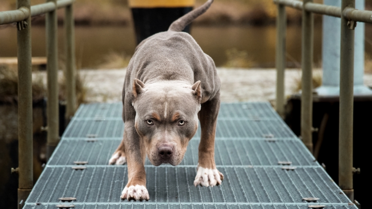 Bei einem Pitbull-Angriff wurde ein M&auml;dchen schwer verletzt. (Foto)