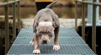 Bei einem Pitbull-Angriff wurde ein Mädchen schwer verletzt.