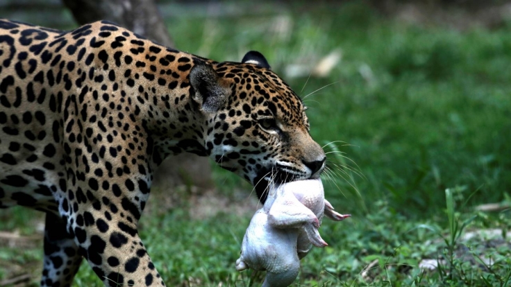 Dokumentation Online Stream