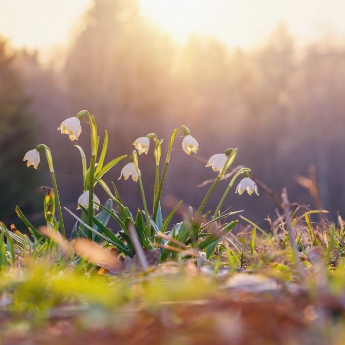 Warmer Frühling oder Märzwinter? Das prophezeien Meteorologen