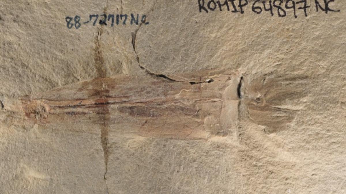 Das Fossil von S. bideni wurde in den 1980er Jahren in Montana entdeckt und erst j&uuml;ngst beschrieben. (Foto)
