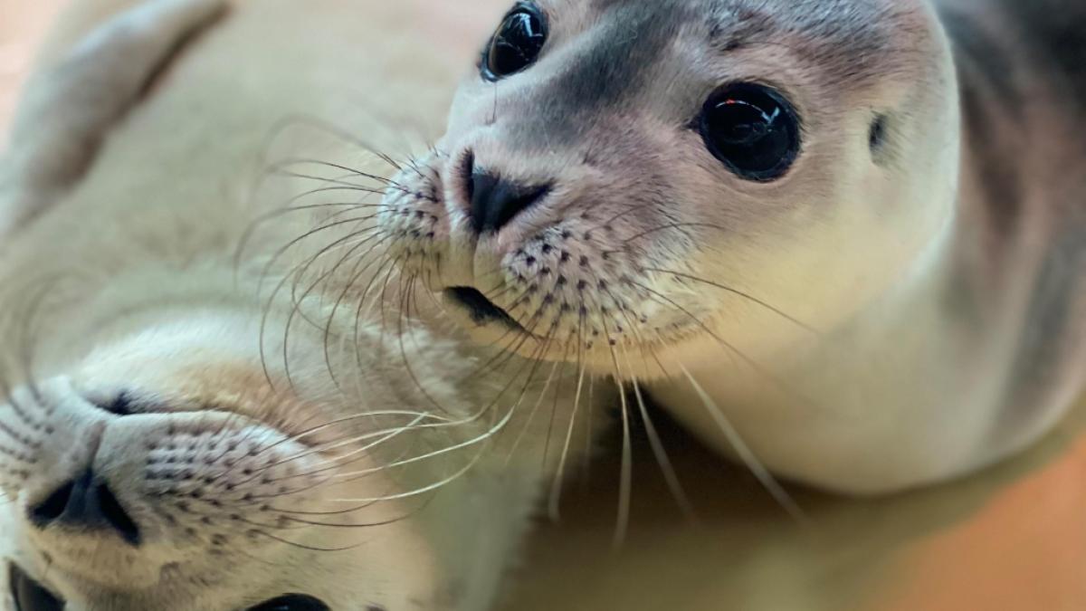 Wer Robbenbabys in der Natur zu nahe kommt, unterschreibt das Todesurteil f&uuml;r die Meeress&auml;uger (Symbolfoto). (Foto)