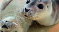 Wer Robbenbabys in der Natur zu nahe kommt, unterschreibt das Todesurteil für die Meeressäuger (Symbolfoto).