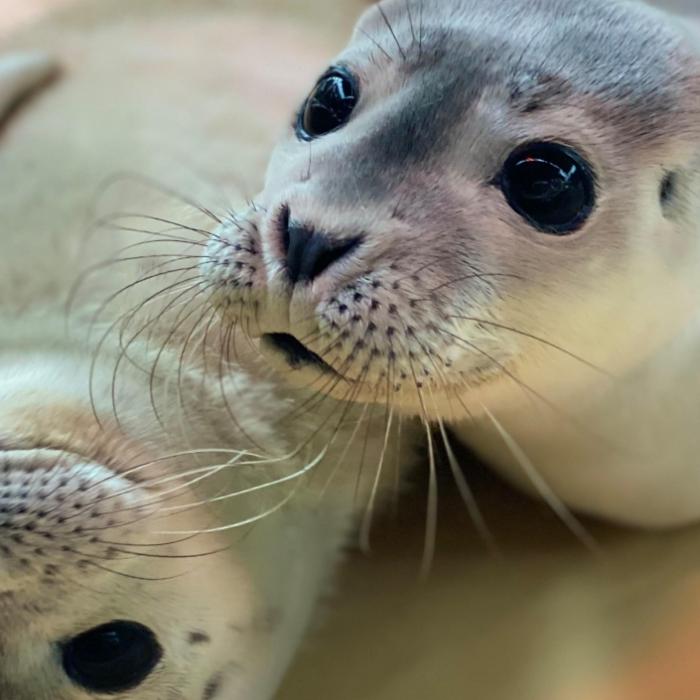 Urlauber-Duo killt Baby-Robbe wegen Selfie