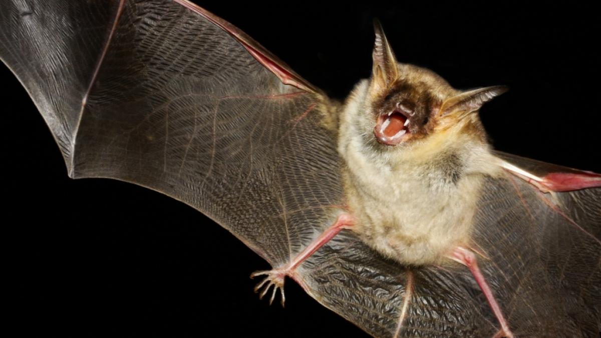 Ein Fledermaus-Biss hat in Mexiko zwei Kinder get&ouml;tet. (Symbolfoto) (Foto)