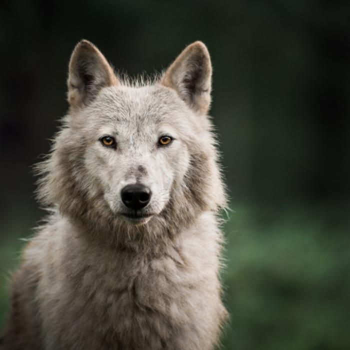 Baby (3 Monate) von Hund-Wolf-Mischling zu Tode gebissen
