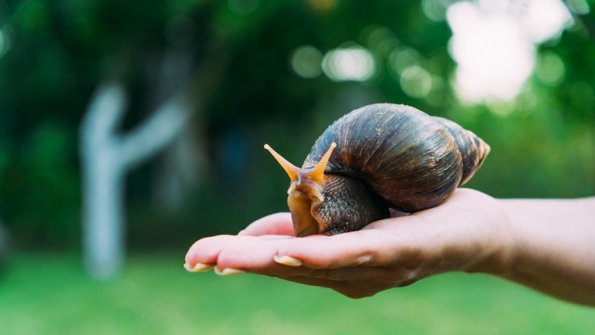 Die Afrikanische Riesenschnecke kann Natur und Mensch schaden. (Foto)