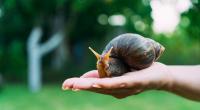 Die Afrikanische Riesenschnecke kann Natur und Mensch schaden.