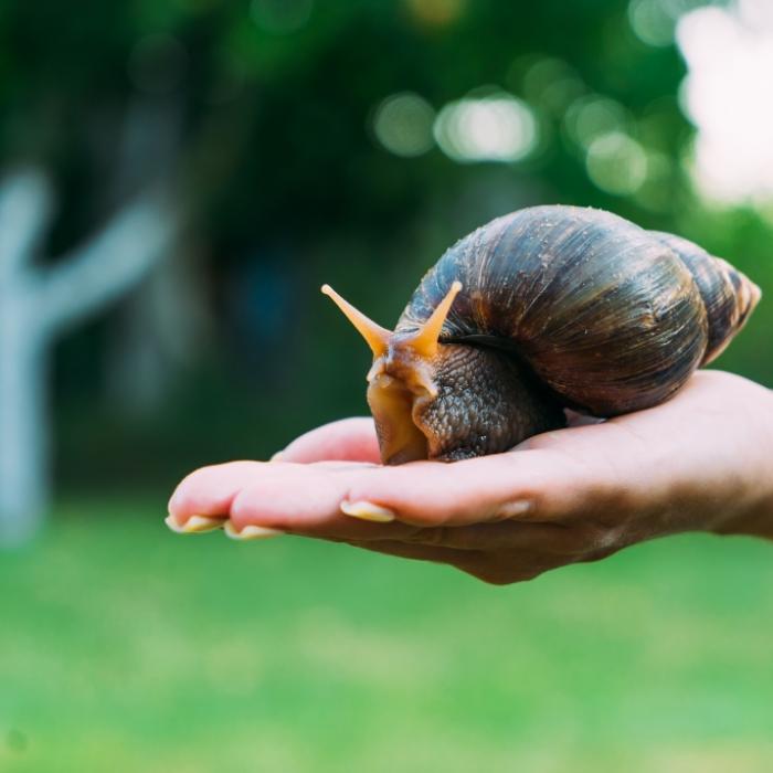 Behörde besorgt wegen Mega-Schnecke! Drohen Infektionen?