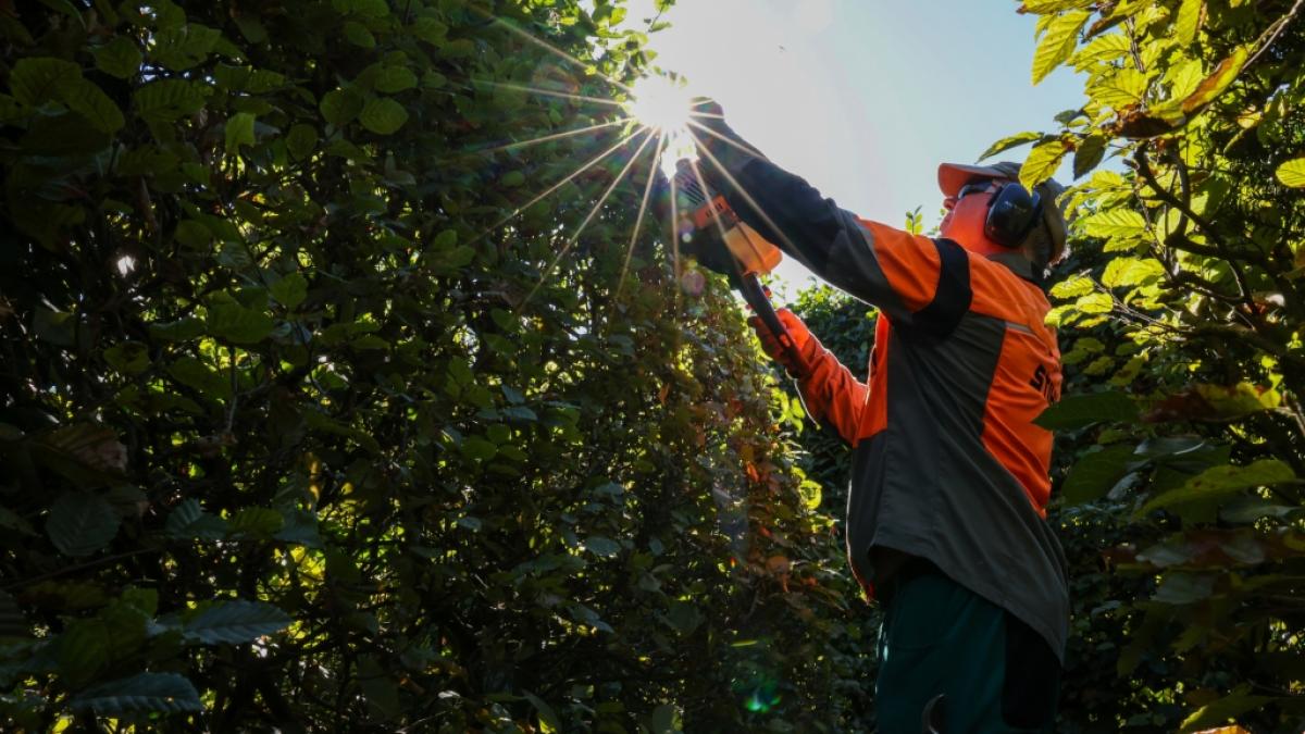 Heckenschnitt im Herbst (Foto)